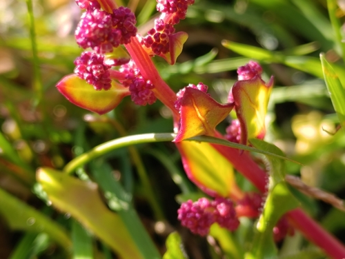Oxybasis rubra (red pigweed) (alternate view 5)