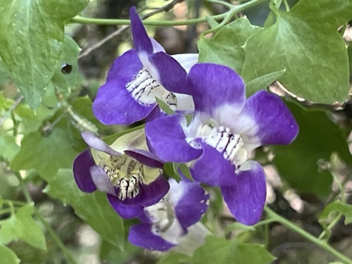 Maurandella antirrhiniflora (Snapdragon Vine) (alternate view 4)