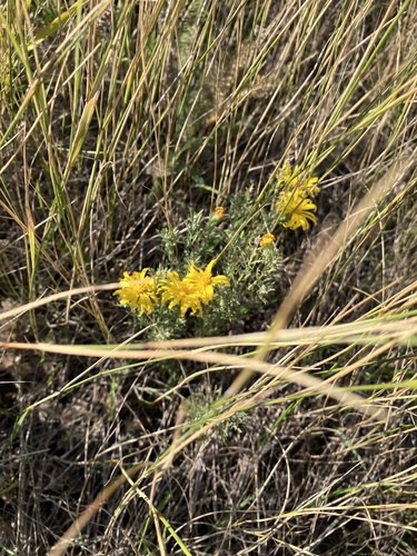 Xanthisma spinulosum (Spiny Goldenweed)