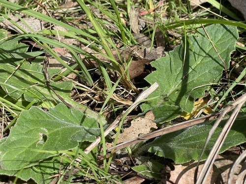 Cymbonotus preissianus (Austral bear’s-ears) (alternate view 5)