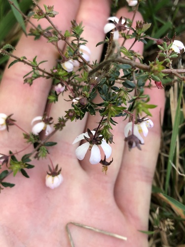 Bauera rubioides (River Rose) (alternate view 9)
