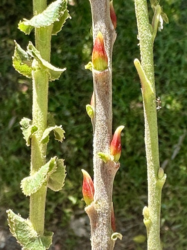 Salix laevigata (red willow) (alternate view 6)