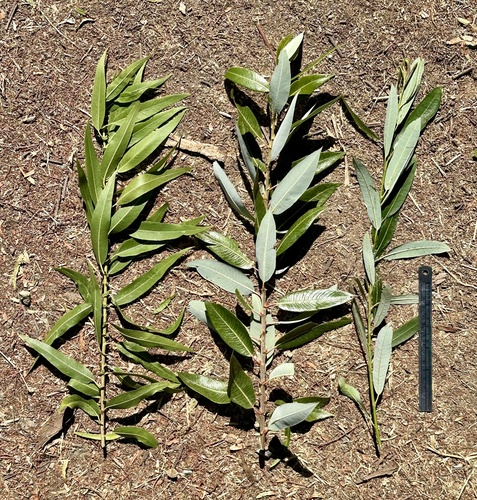 Salix gooddingii (Goodding's willow) (alternate view 6)