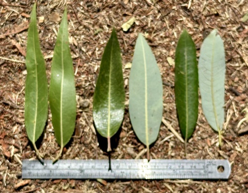 Salix gooddingii (Goodding's willow) (alternate view 7)