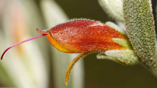 Eremophila glabra (Common Emu-Bush) (alternate view 7)