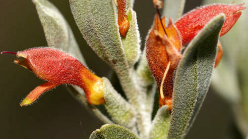 Eremophila glabra (Common Emu-Bush) (alternate view 8)