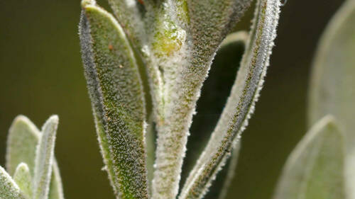 Eremophila glabra (Common Emu-Bush) (alternate view 9)
