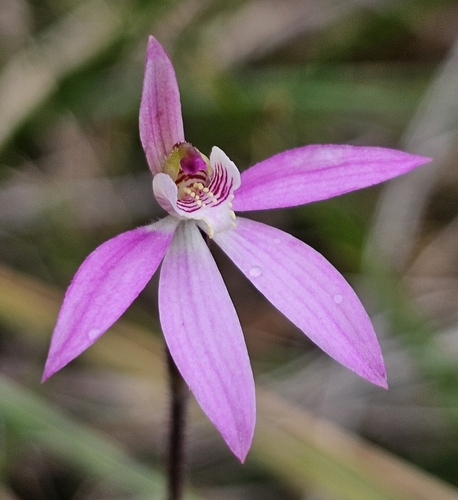 Caladenia carnea (Pink Lady Fingers) (alternate view 8)