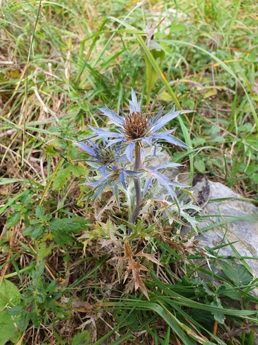 Eryngium amethystinum (Amethyst Sea Holly)