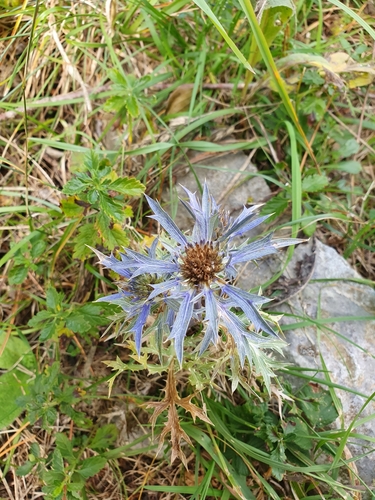 Eryngium amethystinum (Amethyst Sea Holly) (alternate view 2)