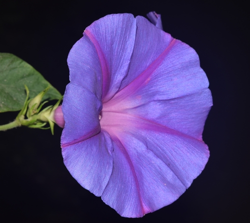 Ipomoea indica (oceanblue morning glory)