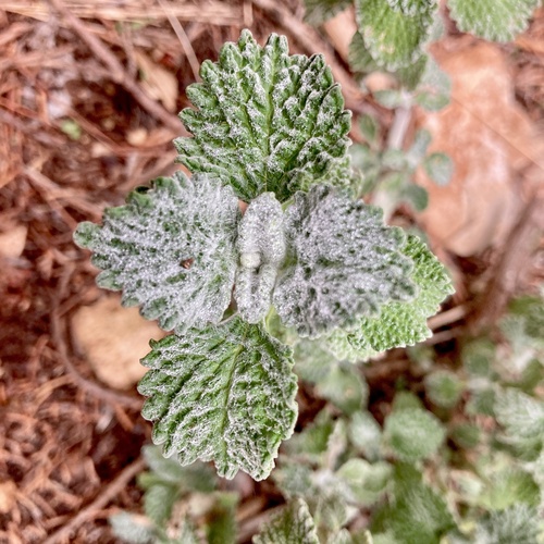 Marrubium vulgare (White Horehound)