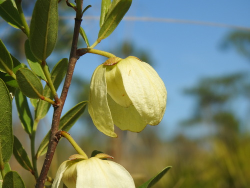 Asimina reticulata (netted pawpaw) (alternate view 10)