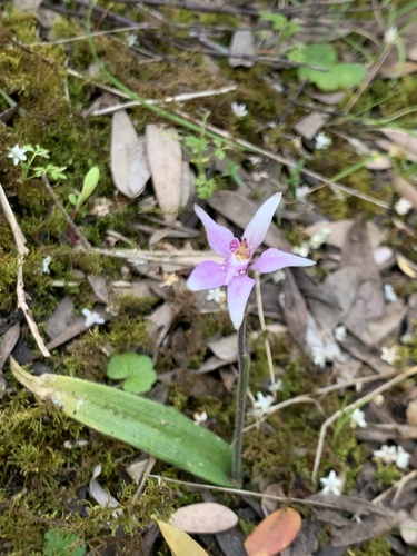 Caladenia latifolia (Pink Fairies) (alternate view 2)