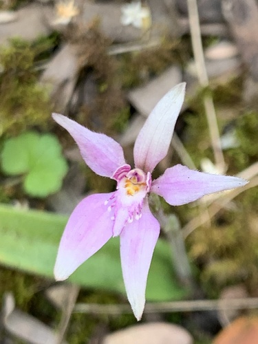 Caladenia latifolia (Pink Fairies) (alternate view 3)