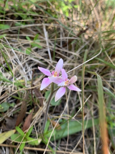 Caladenia latifolia (Pink Fairies) (alternate view 4)