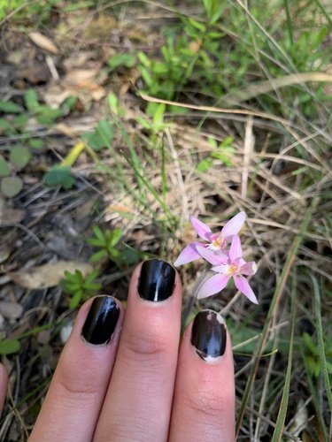 Caladenia latifolia (Pink Fairies) (alternate view 5)