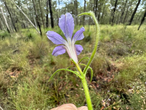 Scaevola ramosissima (Hairy Fan-flower) (alternate view 6)