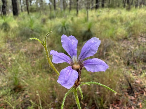 Scaevola ramosissima (Hairy Fan-flower) (alternate view 7)