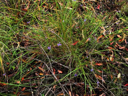 Scaevola ramosissima (Hairy Fan-flower) (alternate view 8)