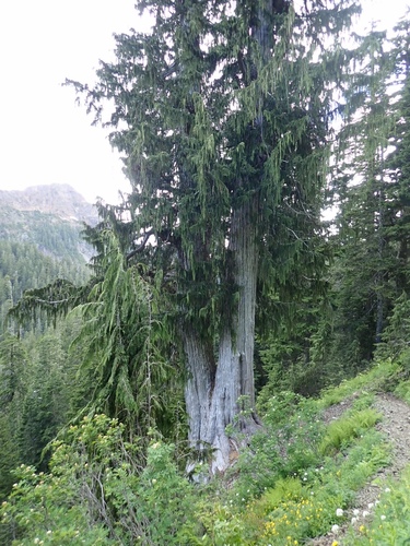 Callitropsis nootkatensis (Alaska Cedar)