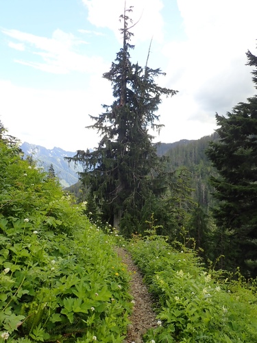 Callitropsis nootkatensis (Alaska Cedar) (alternate view 2)
