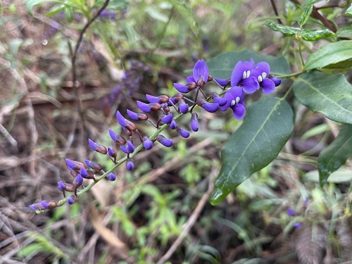 Hardenbergia comptoniana (Native wisteria) (alternate view 9)