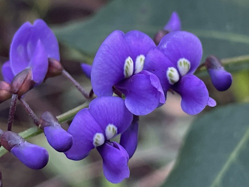 Hardenbergia comptoniana (Native wisteria) (alternate view 8)