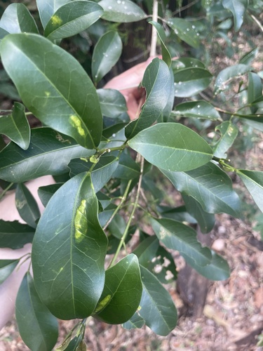 Acronychia laevis (glossy acronychia) (alternate view 2)