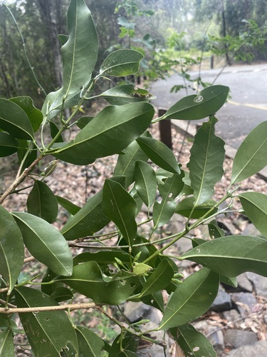 Acronychia laevis (glossy acronychia) (alternate view 3)
