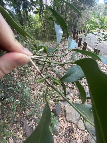 Acronychia laevis (glossy acronychia) (alternate view 4)