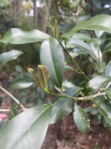 Acronychia laevis (glossy acronychia) (alternate view 5)
