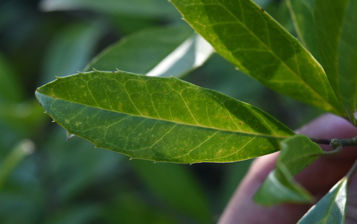 Ilex cassine (dahoon holly) (alternate view 9)