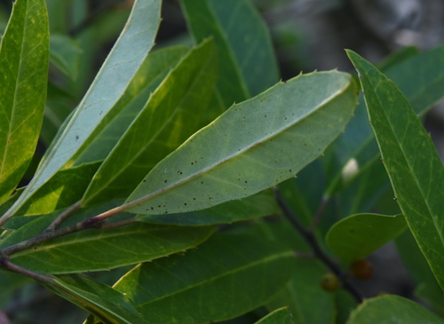 Ilex cassine (dahoon holly) (alternate view 8)