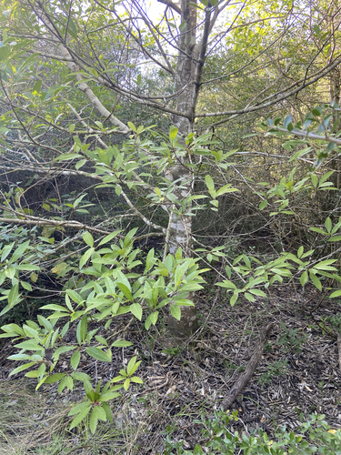 Ilex cassine (dahoon holly) (alternate view 6)