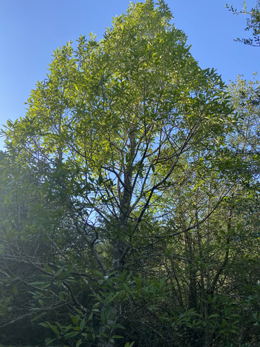 Ilex cassine (dahoon holly) (alternate view 7)
