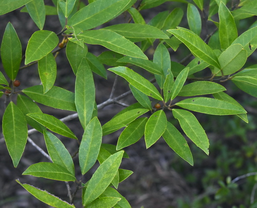 Ilex cassine (dahoon holly) (alternate view 5)