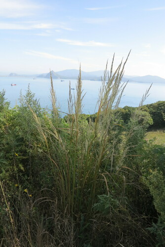 Calamagrostis brachytricha (Korean Feather Reed Grass)