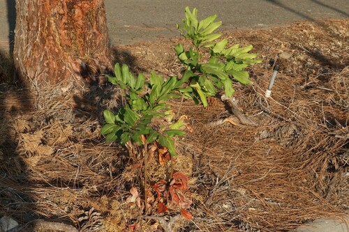 Cupaniopsis anacardioides (Tuckeroo) (alternate view 7)