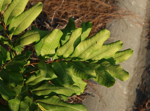Cupaniopsis anacardioides (Tuckeroo) (alternate view 8)