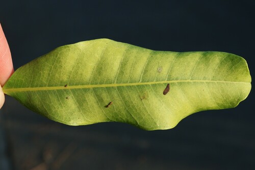 Cupaniopsis anacardioides (Tuckeroo) (alternate view 9)