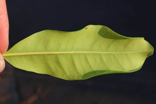 Cupaniopsis anacardioides (Tuckeroo) (alternate view 10)