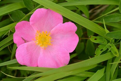 Rosa gallica (French rose)