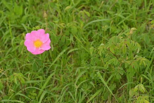 Rosa gallica (French rose) (alternate view 2)