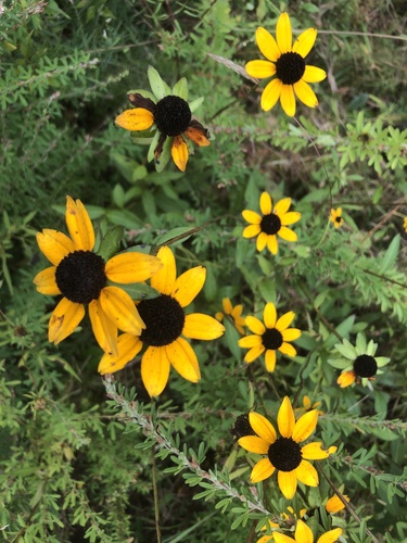 Rudbeckia fulgida var. fulgida (Orange Coneflower) (alternate view 4)