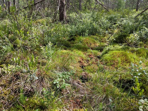 Carex albicans (White-Tinged Sedge)
