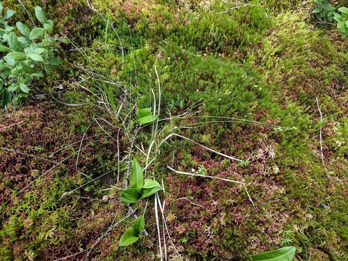 Carex albicans (White-Tinged Sedge)