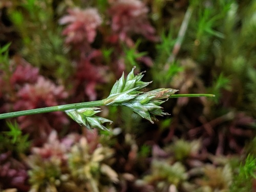 Carex albicans (White-Tinged Sedge)