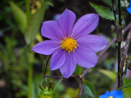 Dahlia (Dahlias) (alternate view 7)