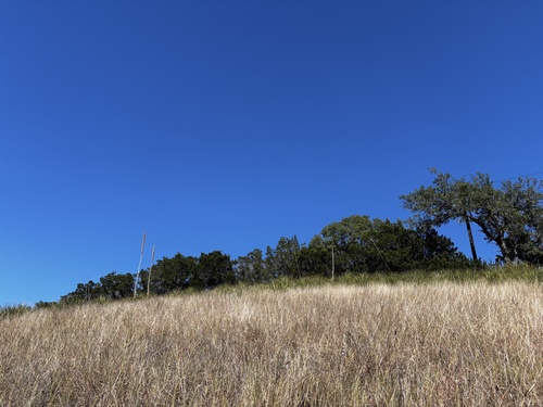 Dasylirion texanum (Texas sotol) (alternate view 4)
